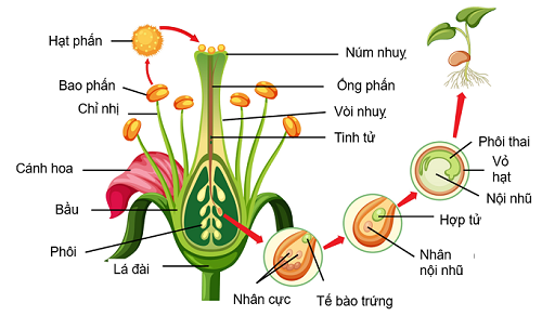 Sinh sản ở thực vật, olm